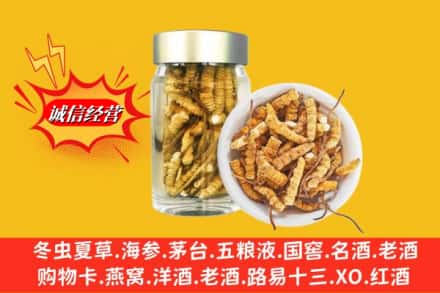 南通市回收散虫草